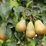 Kako tretirati krušku u proljeće od štetočina i bolesti